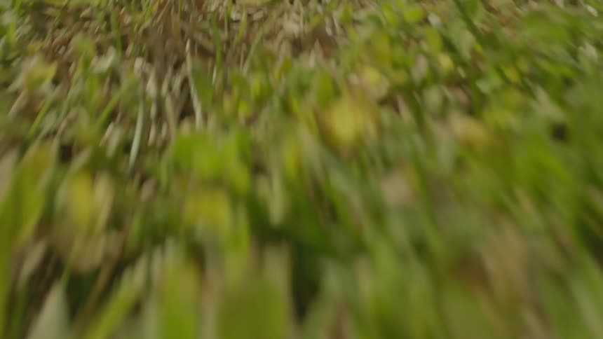 Closeup on overgrown ground