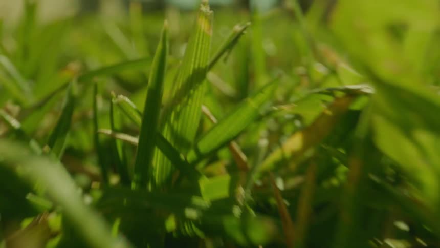 Closeup of soil with greenish grass