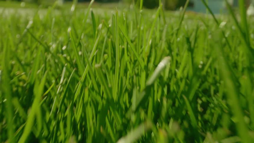 Closeup of a greenish lawn in daylight