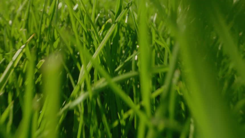 Grass growing thickly during the summer