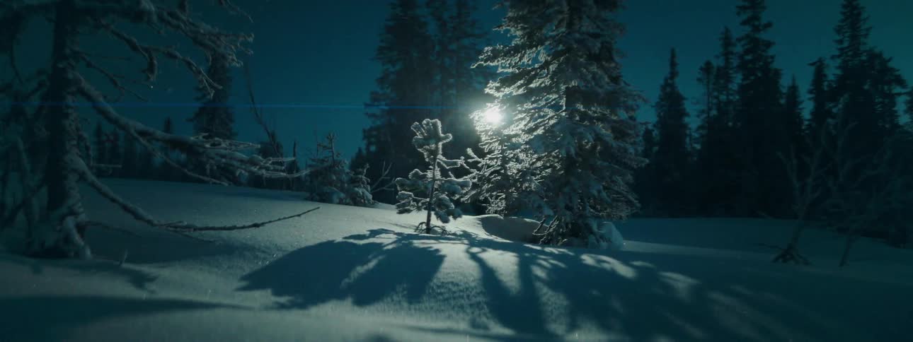 Skier skis down slight snow covered slope between conifers at night
