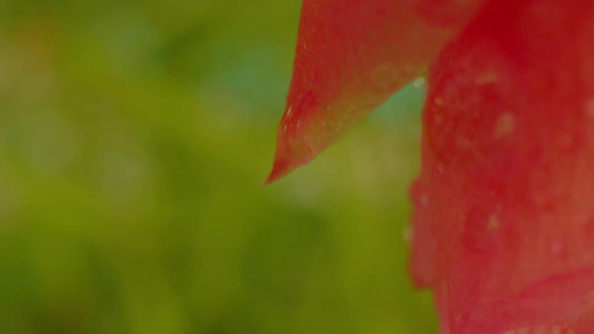 Extreme close up on an autumn leaf as a water droplet falling