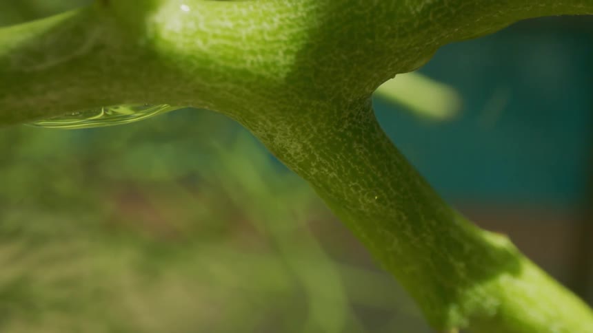 A close up clip of water falling on a green plant