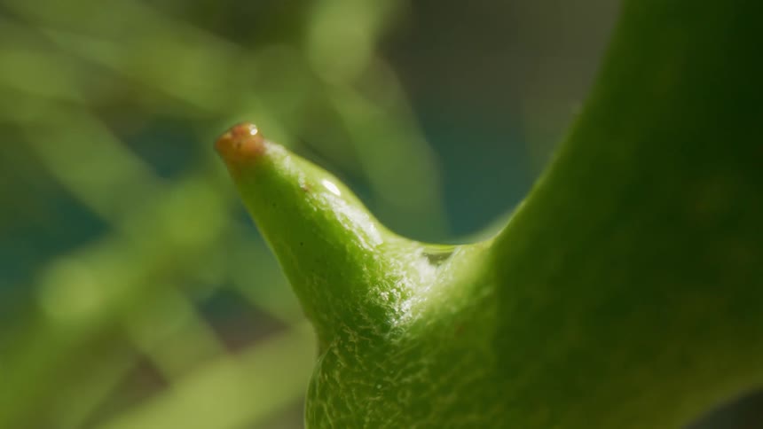 Water soaks the plant
