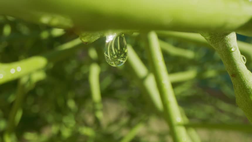A drop of water on the branches of a plantation