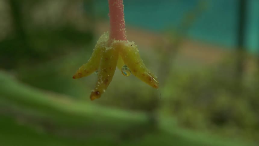 Drops of rain watering a plant during the day