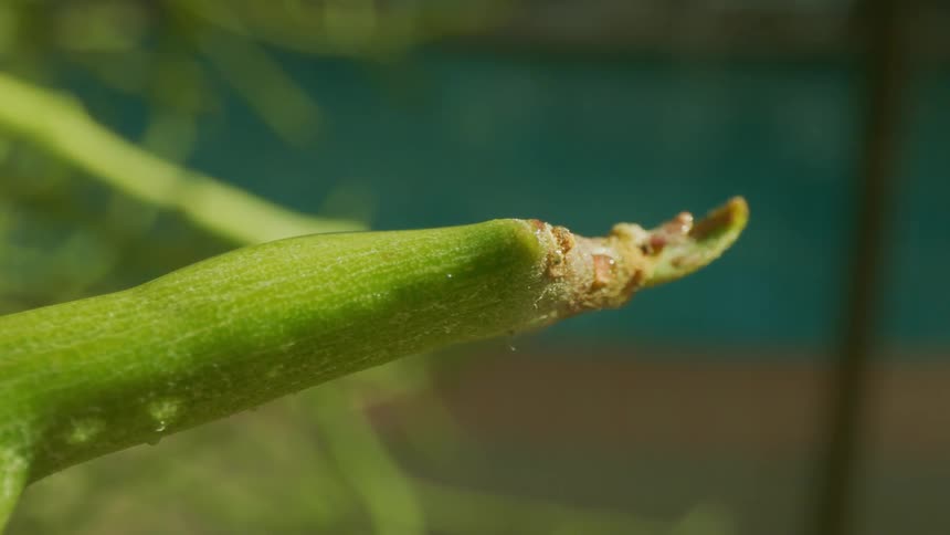Branch of a wet plant in a garden on a sunny day