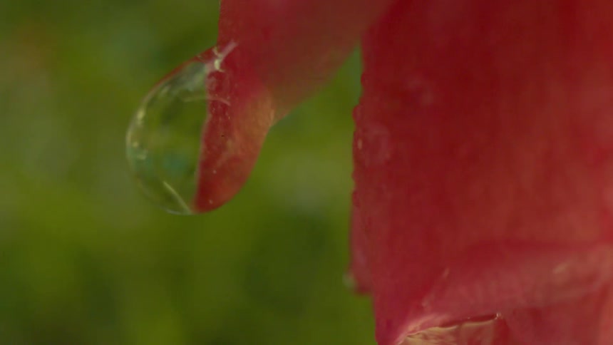 Closeup of a drop of water on a plant