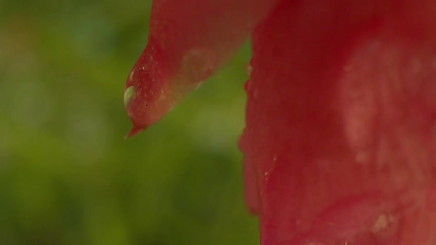 A close up clip of a red leaf