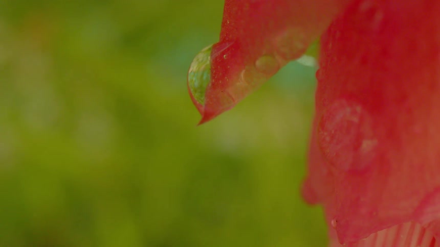 Extreme closeup on a leaf with a drop of water falling down