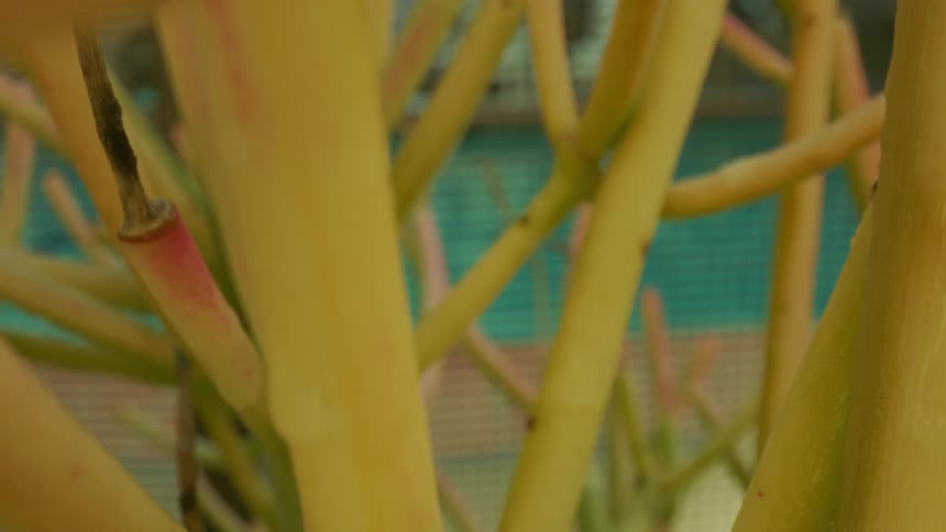 Closeup of the branches of a plant