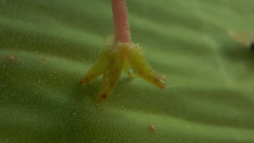 A closeup of a yellow flowers stigma suspended over a green leaf