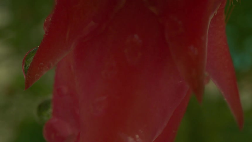 Close up of water droplets dripping off a red flower petals