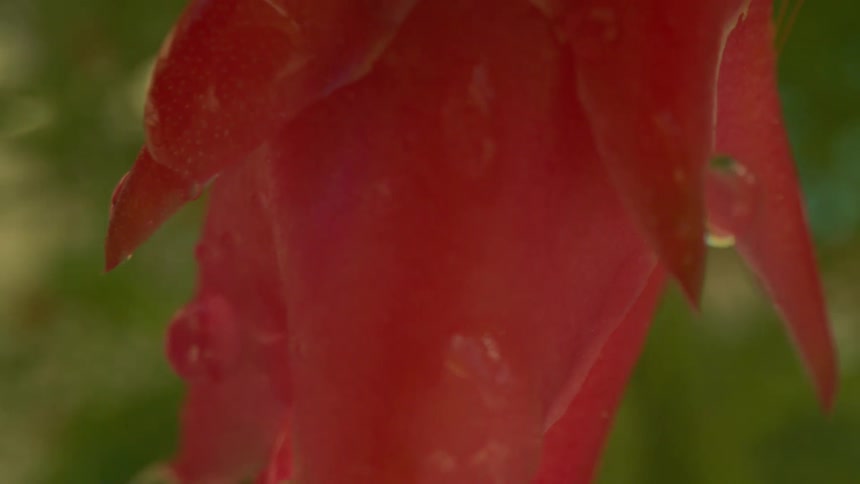 Close up of water droplets falling from a tropical flower