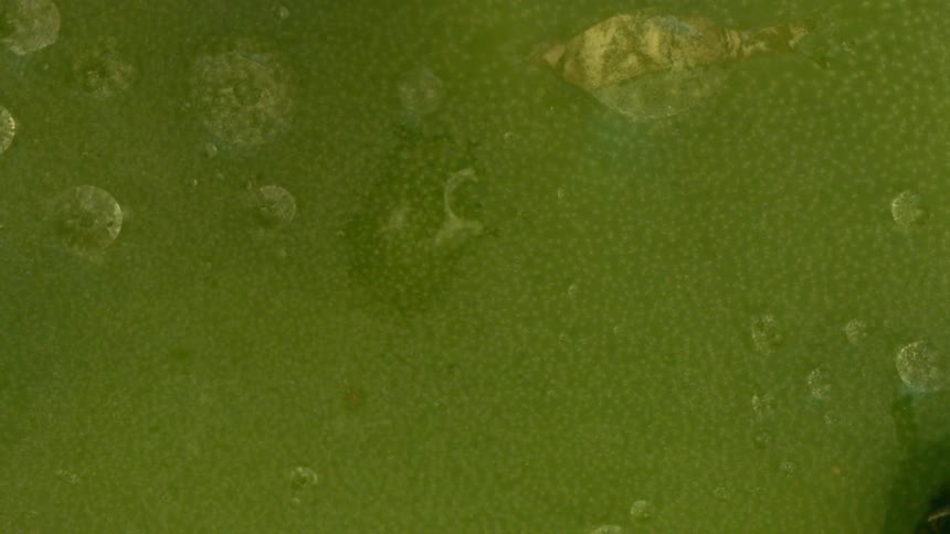 Water drops run down wet pale green surface