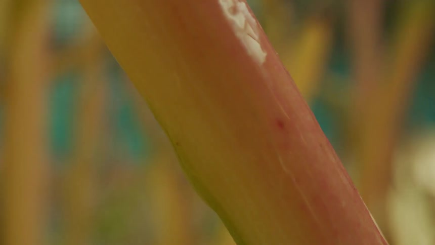Closeup of the stem of a watered plant in a garden