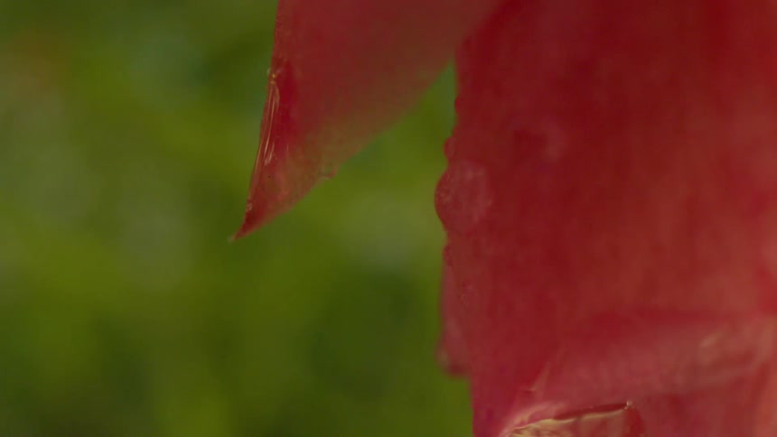 A drop of water falls from a petal