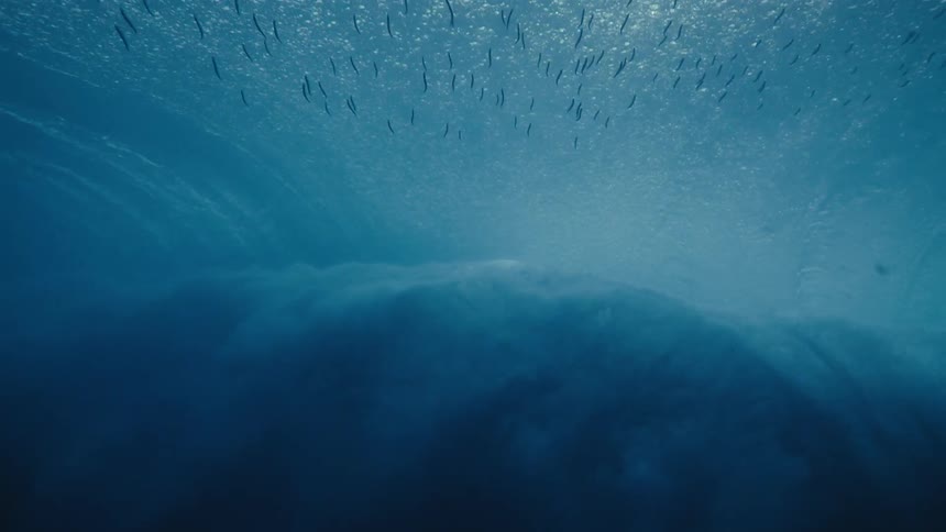 A surfer catches a wave with fish in the water