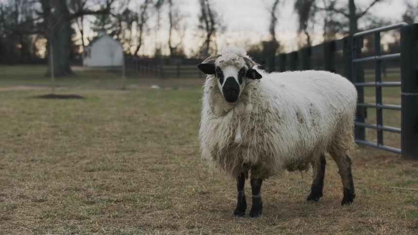 A single sheep with black spots on its face stands calmly in an enclosure