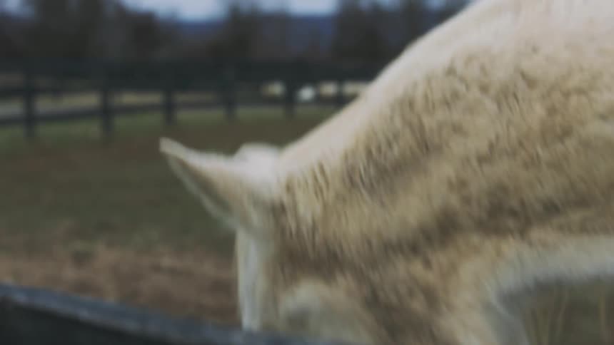 A horse stands calmly in an enclosure while looking around