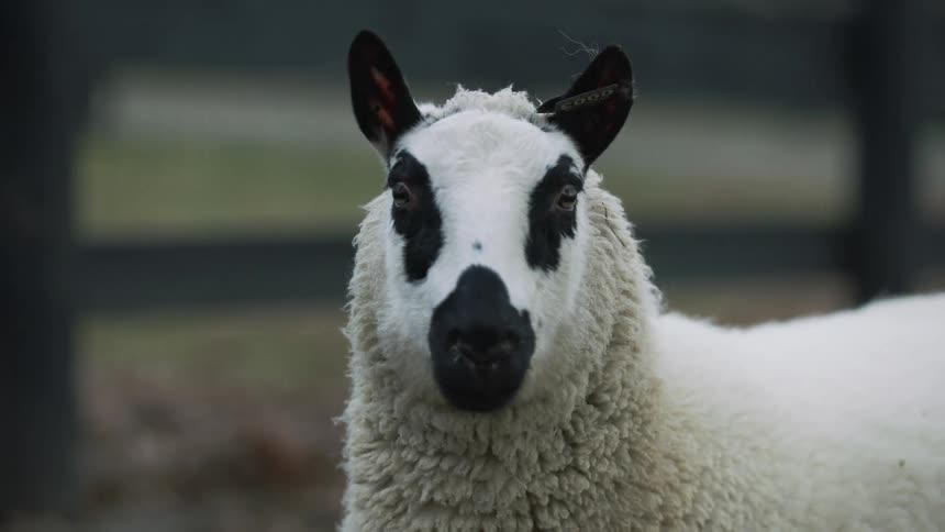 A sheep on a farm during the day