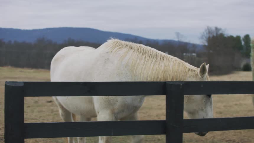 A white horse outside the fence is putting its head on the ground to eat something