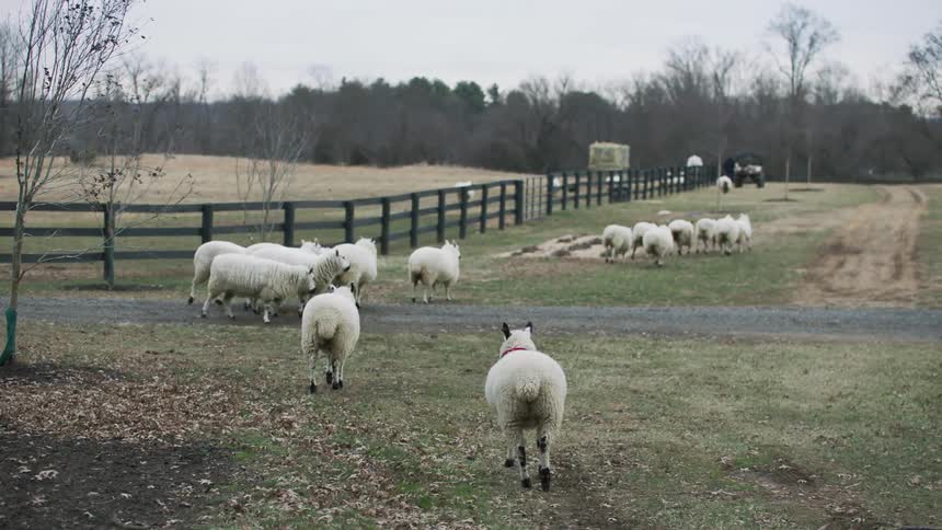 Sheep walking around on a farmland during the day