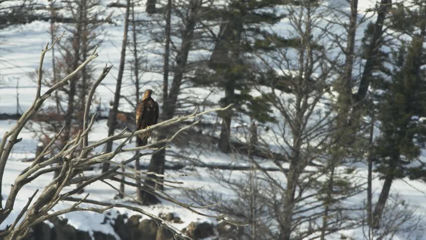 An eagle stands on the bare branch of a dead tree in the mountains