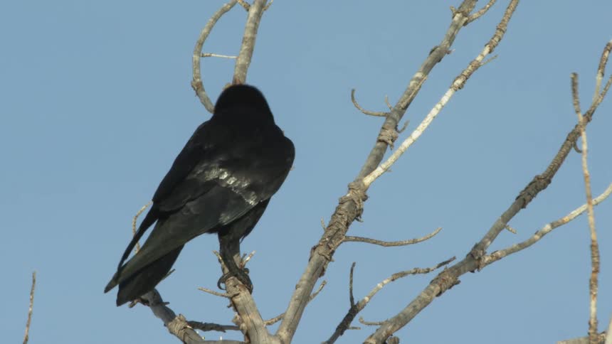 A raven flies away from a withered tree at midday