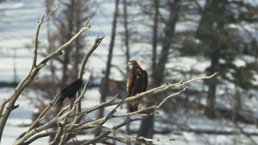 Two birds sit perched on a tree branch and one flies away