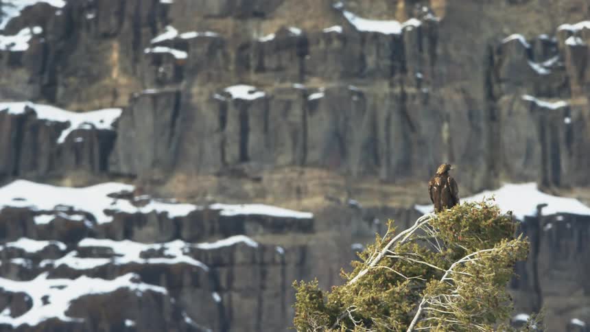 An eagle stands on top of a tree next to the snow covered cliffs