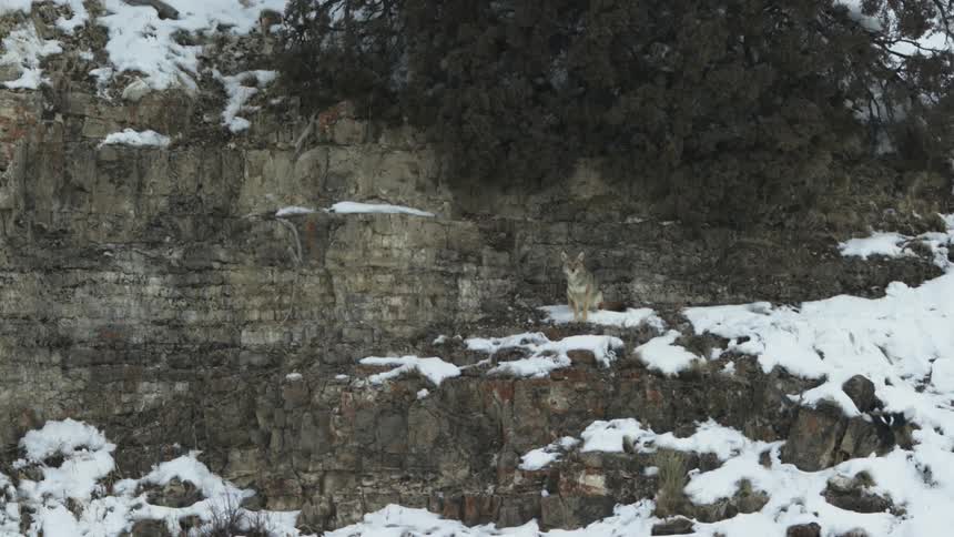 A coyote and bird on a snow covered rock face