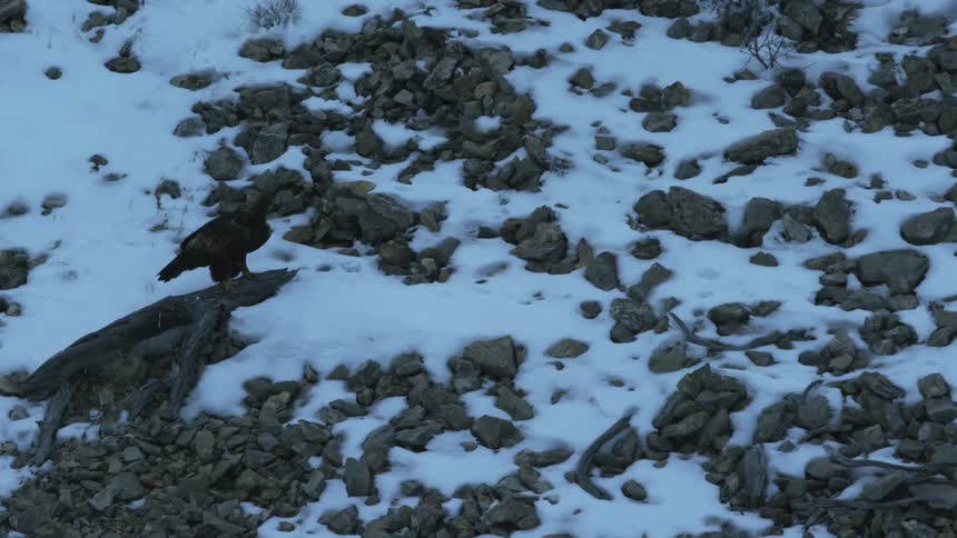 Eagle flying from a rocky snow covered slope at dusk