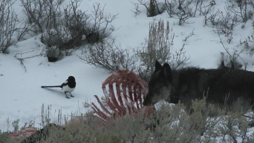 A wolf tugs at a carcass disturbing carrion birds