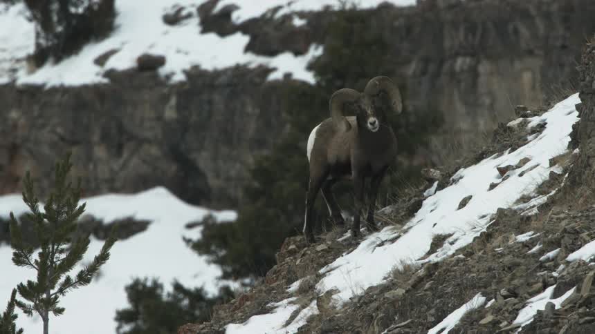 A bighorn sheep grazing on a snow covered mountain on a cloudy day