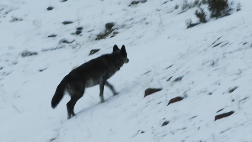 A wolf hunting on a snowcovered hill during winter