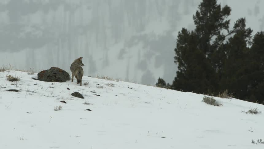 A coyote in a snowy field with misty mountains behind it