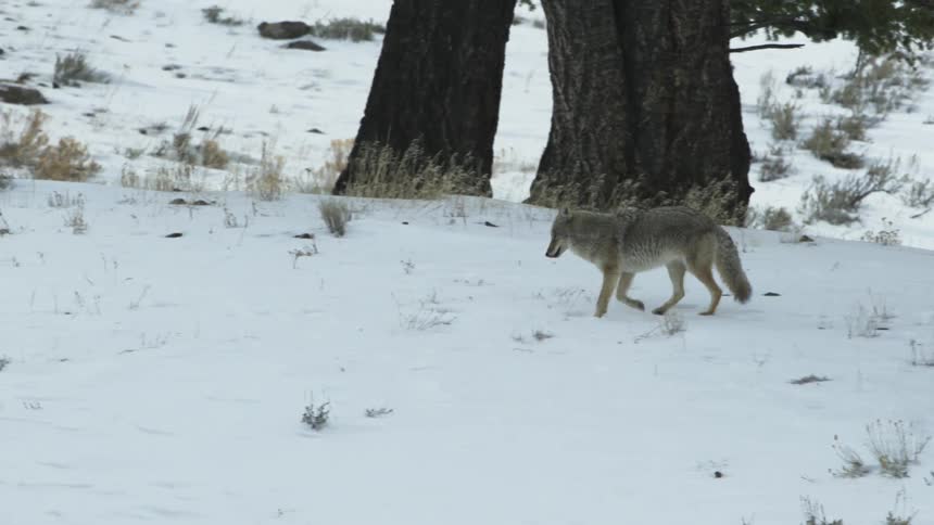 A coyote limping through the snow covered field leaving a trail of paw prints in its wake