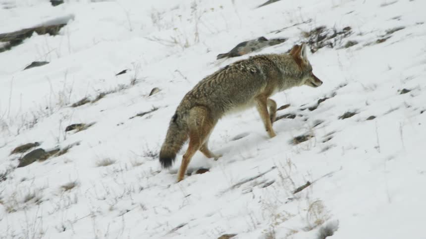 A coyote hunting during the winter day