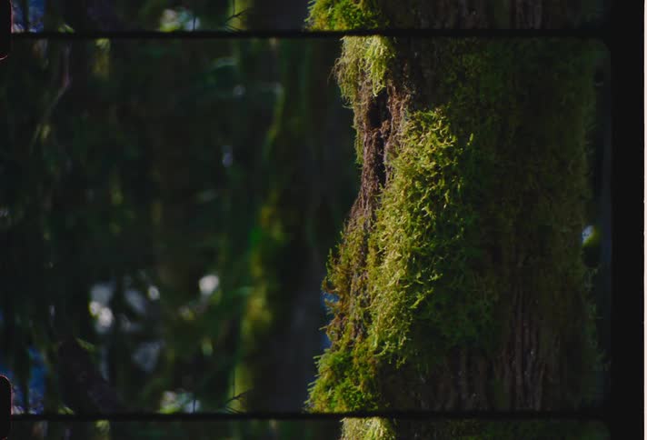 A green moss that grew around the trunk of a tree