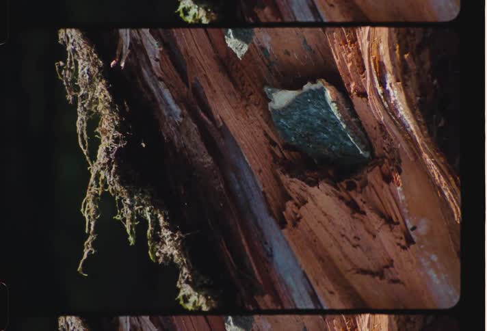 Closeup of a tree trunk with moss and sun reflections