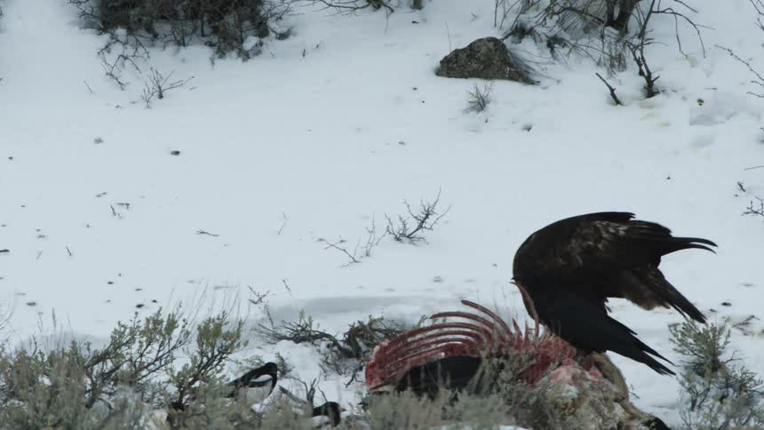 Birds eat the meat of an animal killed in the forest