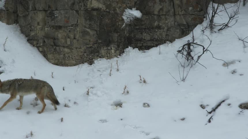 A coyote walking on a snow covered ridge during winter