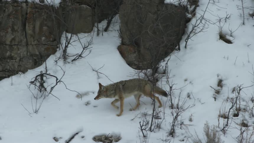 A coyote walks across the side of a snow covered hill