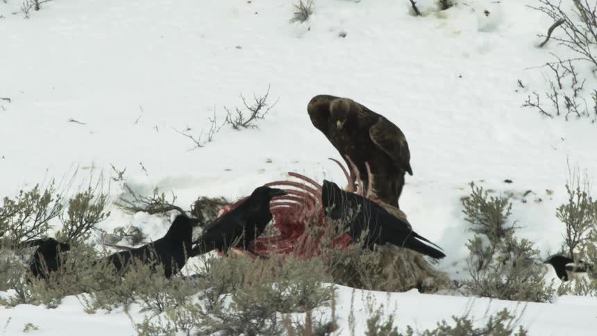 An eagle and other birds scavenge on a carcass