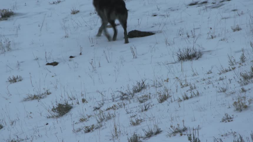 Coyote walking on a snow covered hill at dusk
