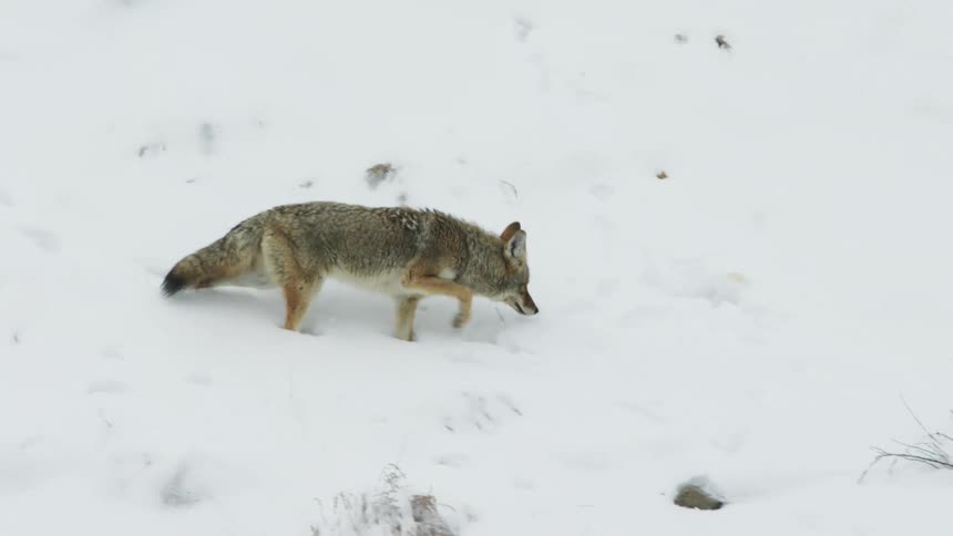 Coyote walking down a hill covered in deep snow during the day