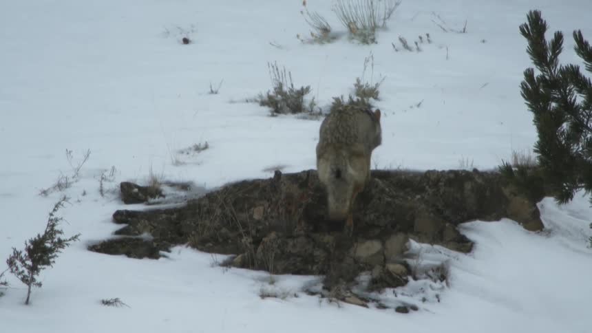 Coyote walks up snow covered slope in winter