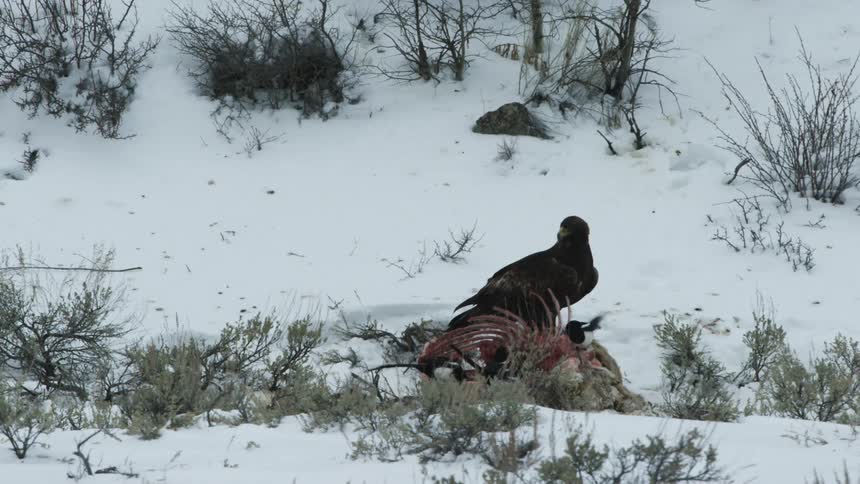 An eagle scares another eagle off of a carcass with other scavenging birds around