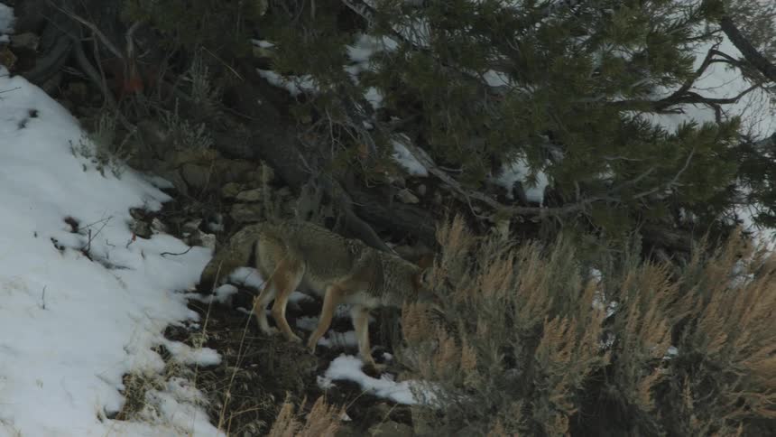 A coyote slowly walks across a snow covered slope while sniffing the ground